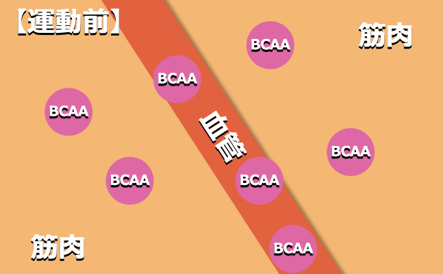 運動前のBCAA