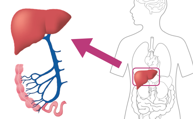 ヒトの肝臓