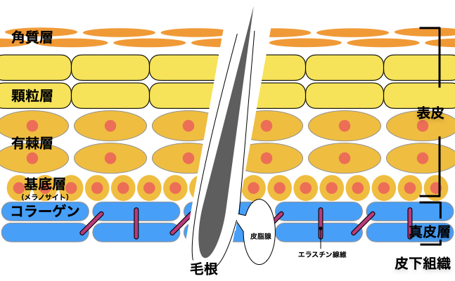 肌の構造